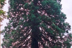 rupercvrh_(2)