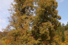 spitalic_(2)
